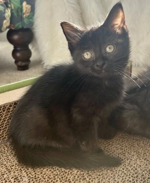 Enlarge Bonnie, a Adopted Domestic Short Hair in Reston, VA image 2/3