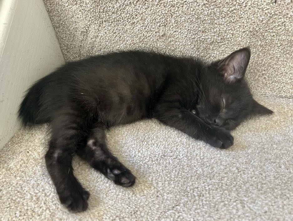 Enlarge Bonnie, a Adopted Domestic Short Hair in Reston, VA image 3/3