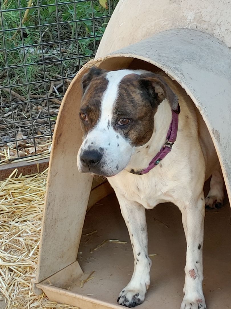 Bethie , a Adoptable mixed breed image 1/4