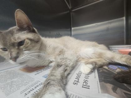 Jenkins — thumbnail 2