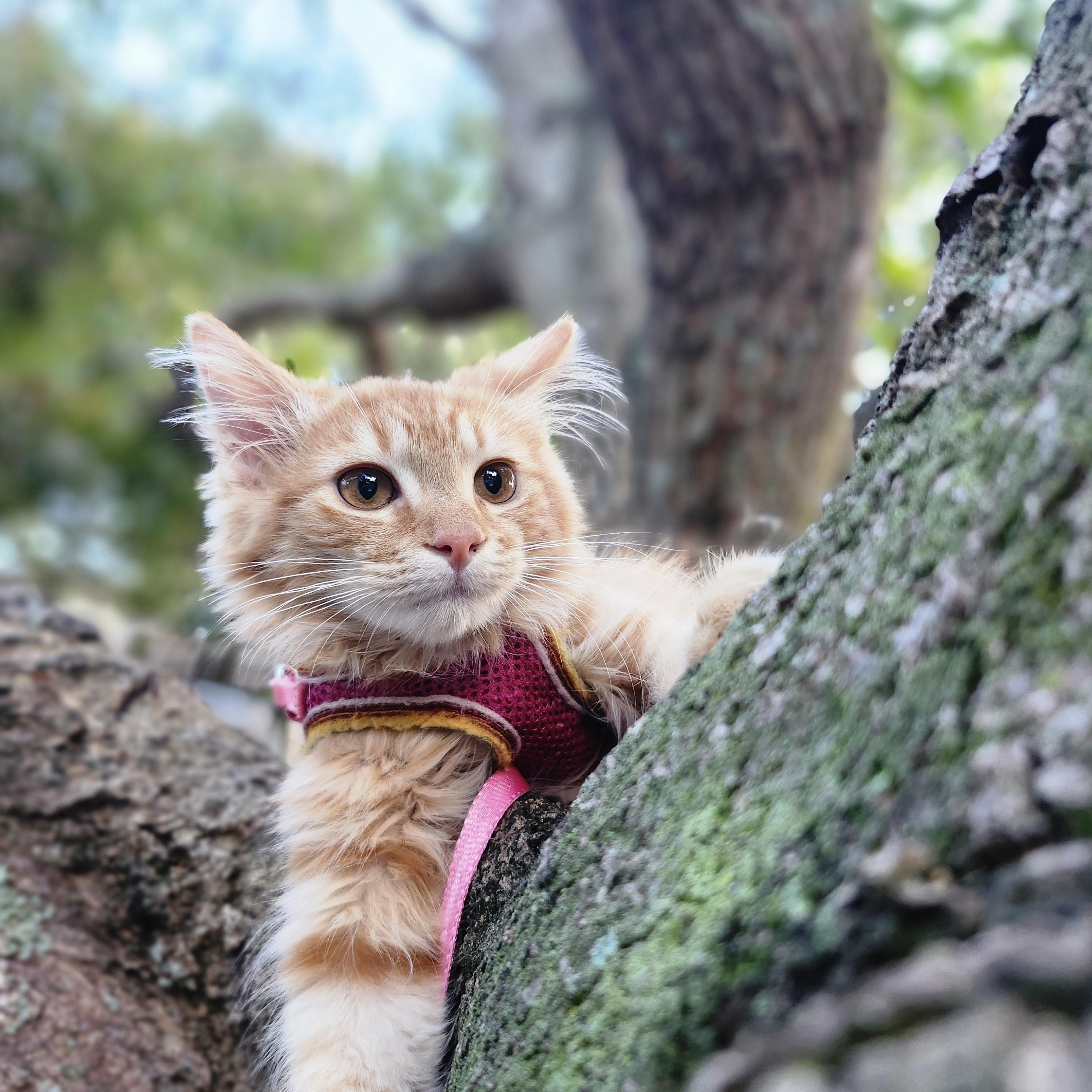 Enlarge Solune, a Adoptable Domestic Long Hair in Kissimmee, FL image 4/6