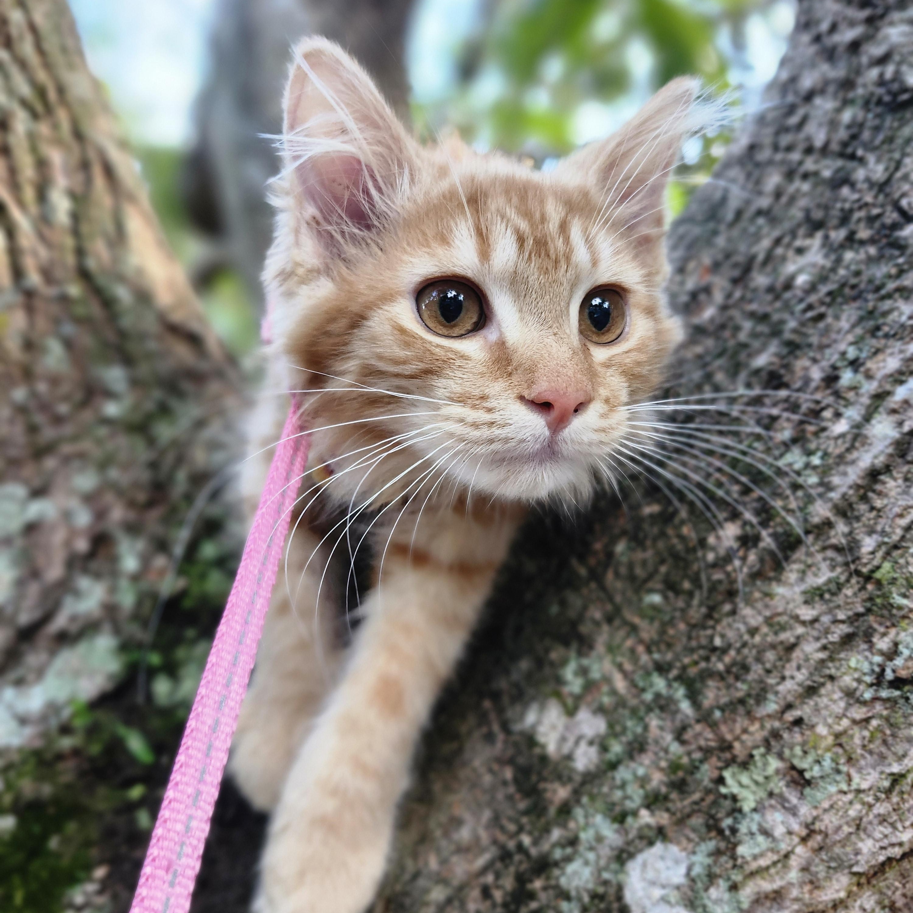 Enlarge Solune, a Adoptable Domestic Long Hair in Kissimmee, FL image 2/6