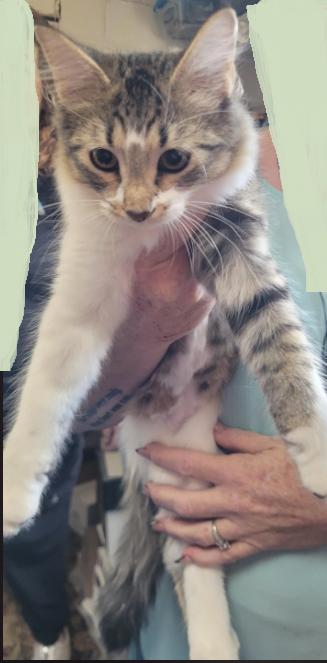 Kahlo, a Adoptable Domestic Medium Hair in Alpine, TX image 1/4