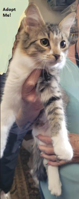 Kahlo, a Adoptable Domestic Medium Hair in Alpine, TX image 2/4