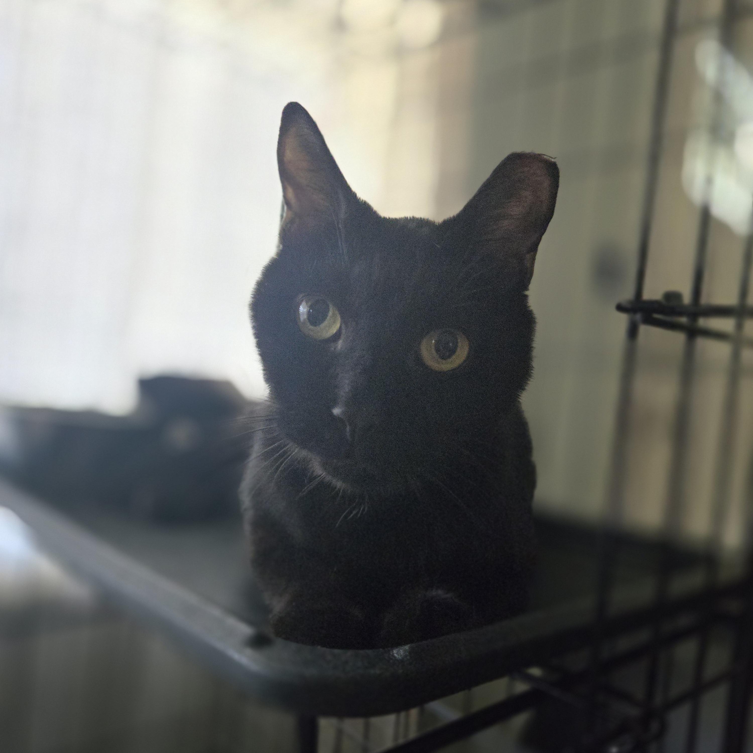 Enlarge Maus, an adoptable mixed breed in Annapolis, MD image 2/3