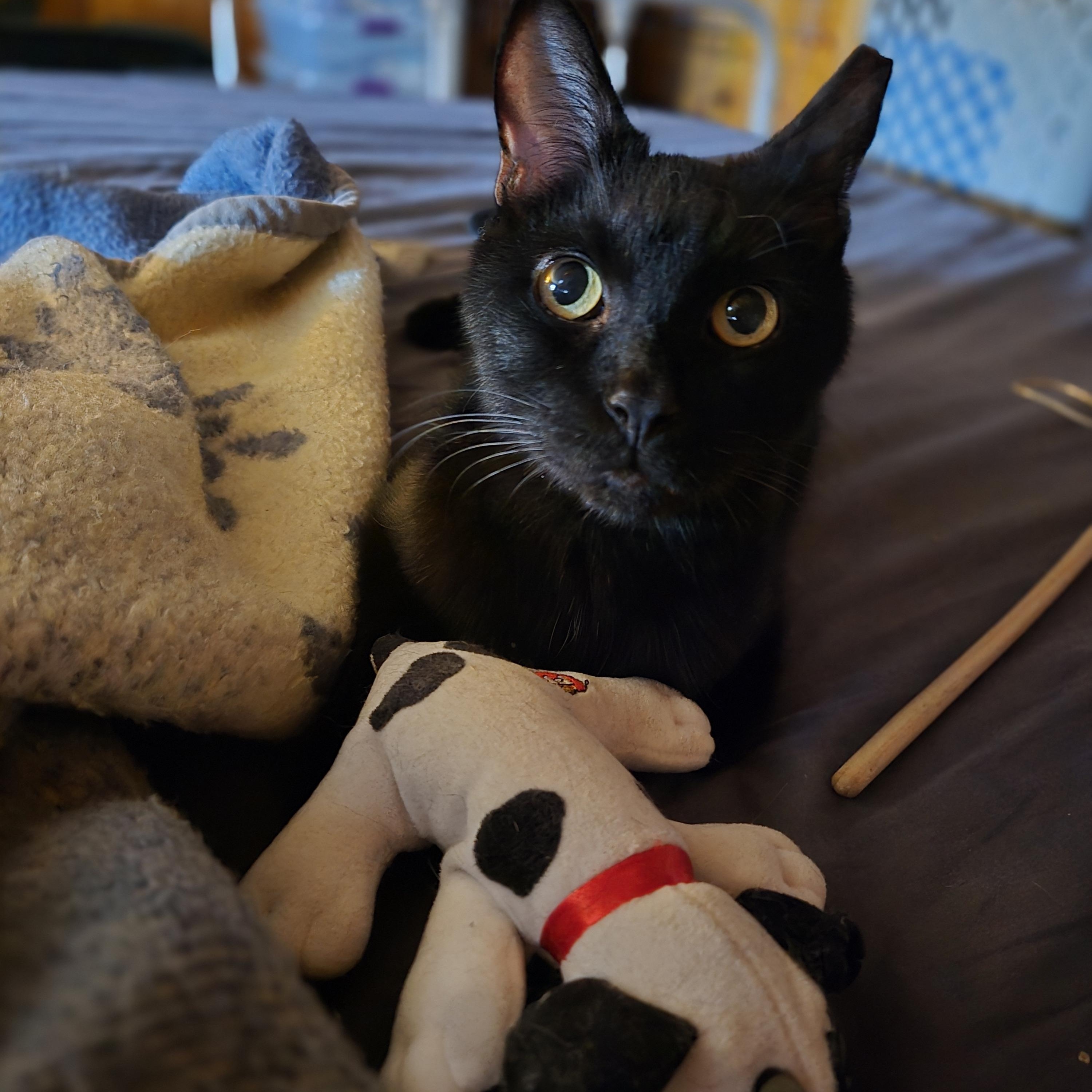 Enlarge Maus, an adoptable mixed breed in Annapolis, MD image 1/3