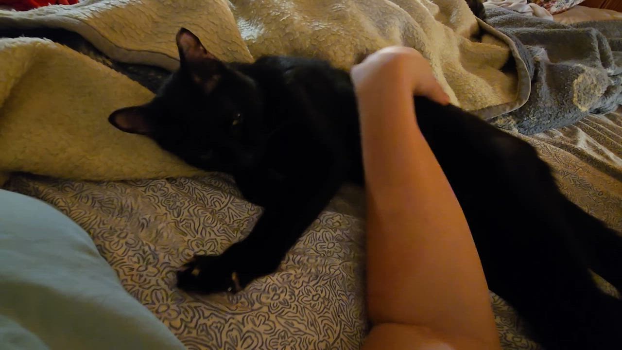 Enlarge Maus, an adoptable mixed breed in Annapolis, MD video 3/3