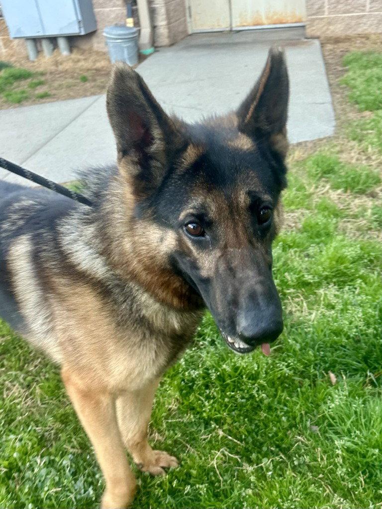 DQ 60 Big Daddy, Adoptable, Adult Male German Shepherd Dog.