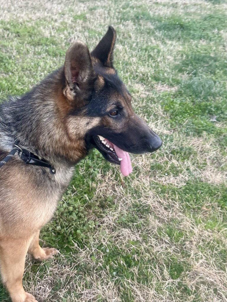 Enlarge DQ 60 Big Daddy, a Adoptable German Shepherd Dog in Glen Allen, VA image 2/2