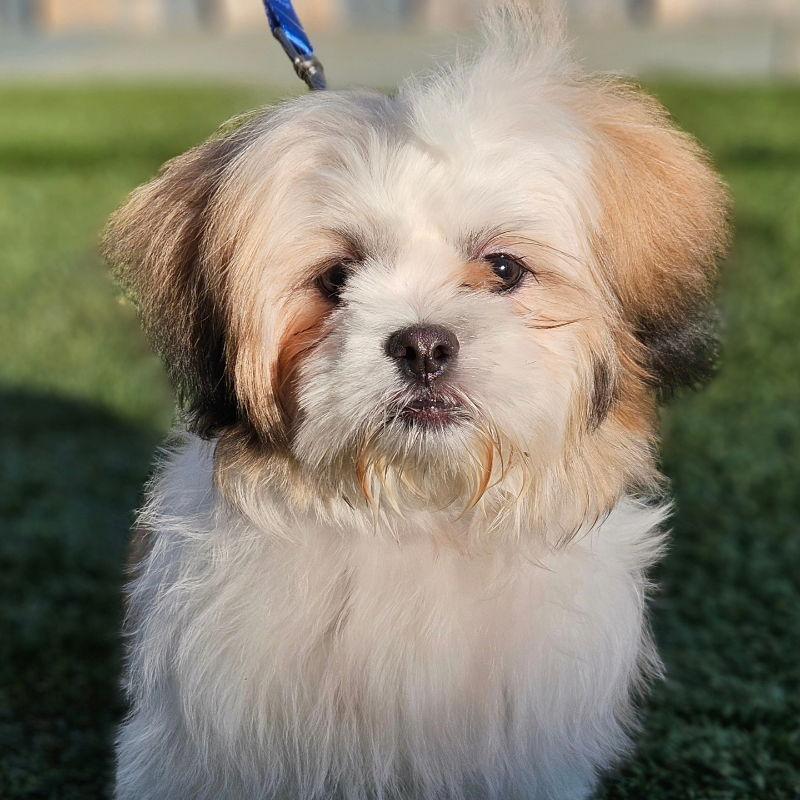 Georgie, Adopted, Young Male Shih Tzu.