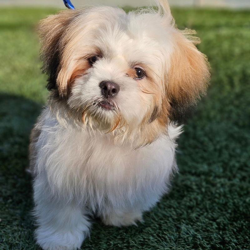 Enlarge Georgie, a Adopted Shih Tzu in San Clemente, CA image 3/3