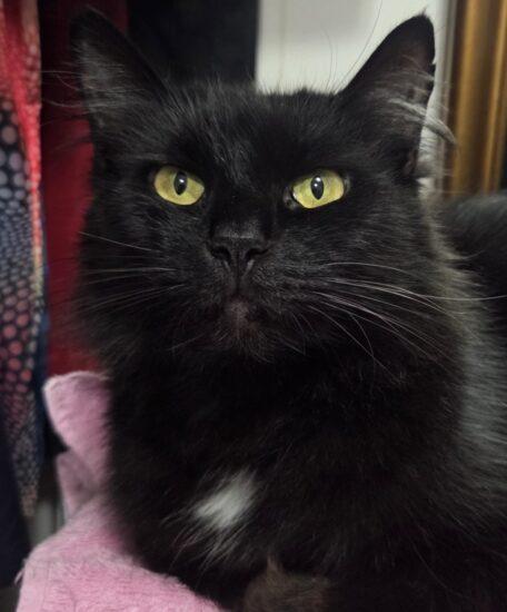 Sable (Courtesy Post)