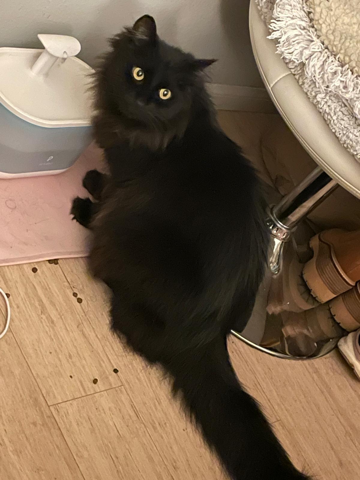 Enlarge z (Courtesy Listing) Sable, a Adoptable Norwegian Forest Cat in Encinitas, CA image 2/4