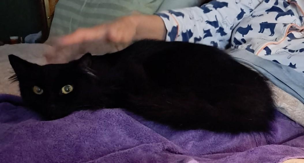 Enlarge z (Courtesy Listing) Sable, a Adoptable Norwegian Forest Cat in Encinitas, CA image 3/4