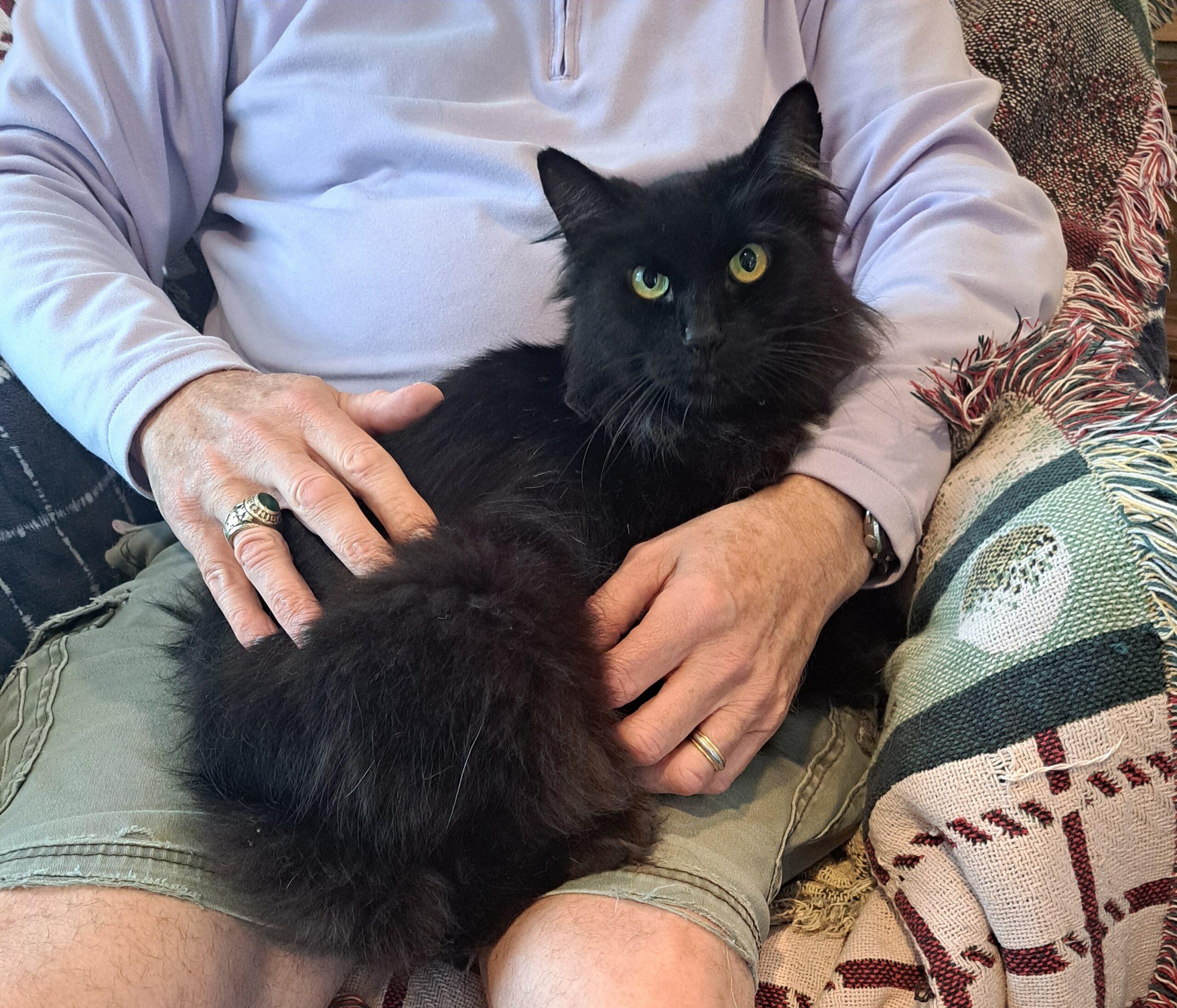 Enlarge z (Courtesy Listing) Sable, a Adoptable Norwegian Forest Cat in Encinitas, CA image 4/4