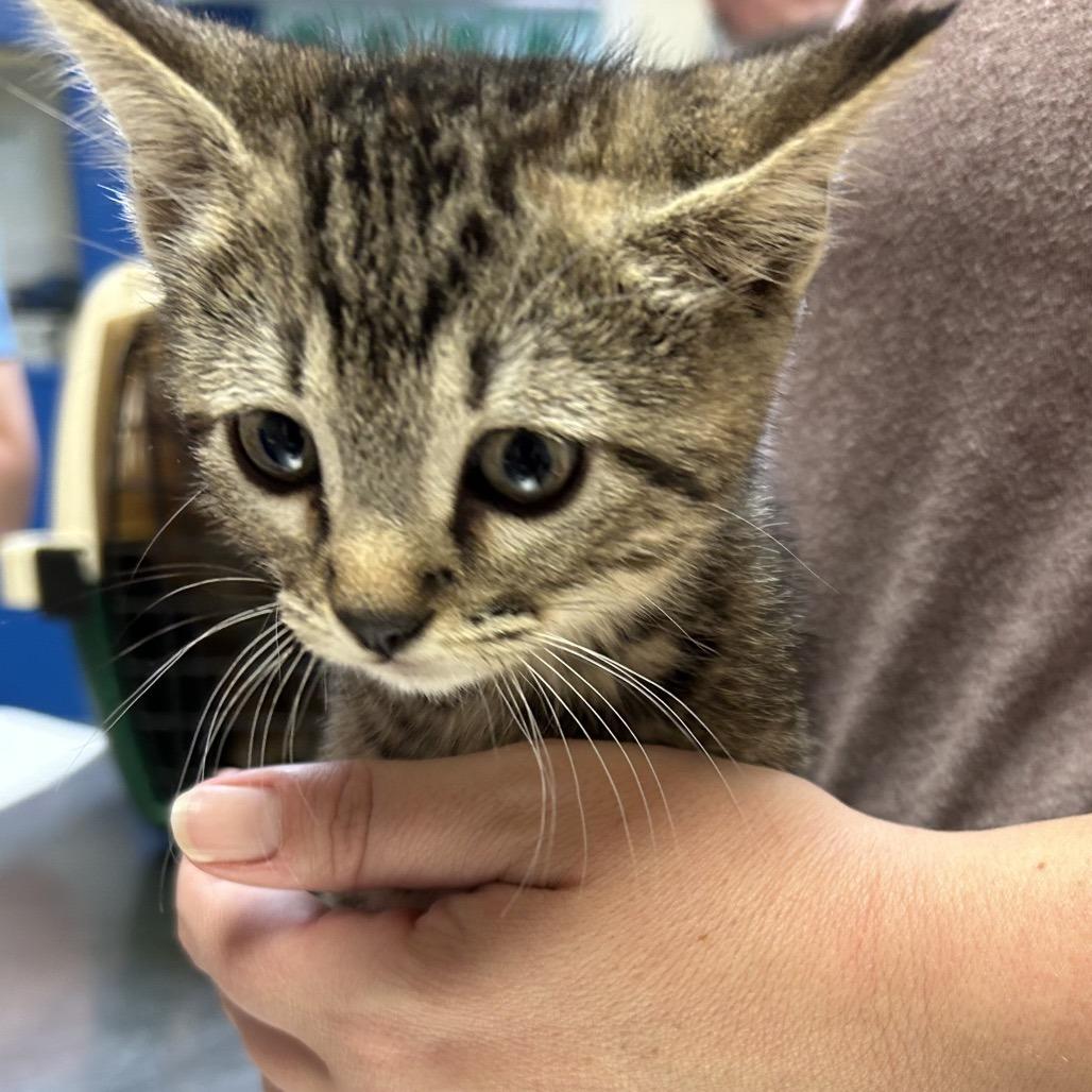 Crispy, Adoptable, Young Female Domestic Short Hair.