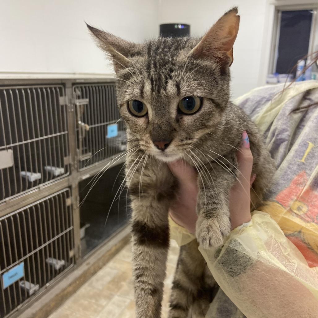 Crispy, a Adoptable Domestic Short Hair in Monroe, LA image 2/2