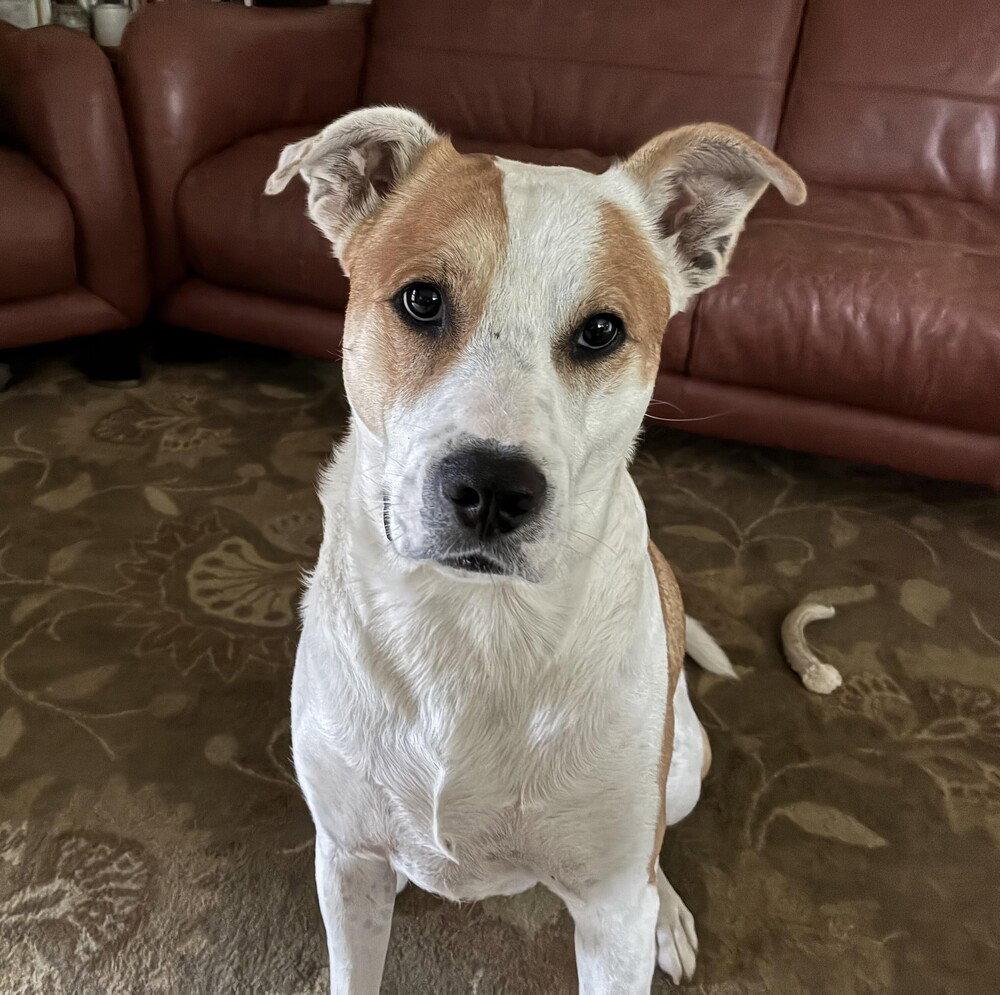Enlarge Buddy, a Adoptable Terrier in Candler, NC image 2/3