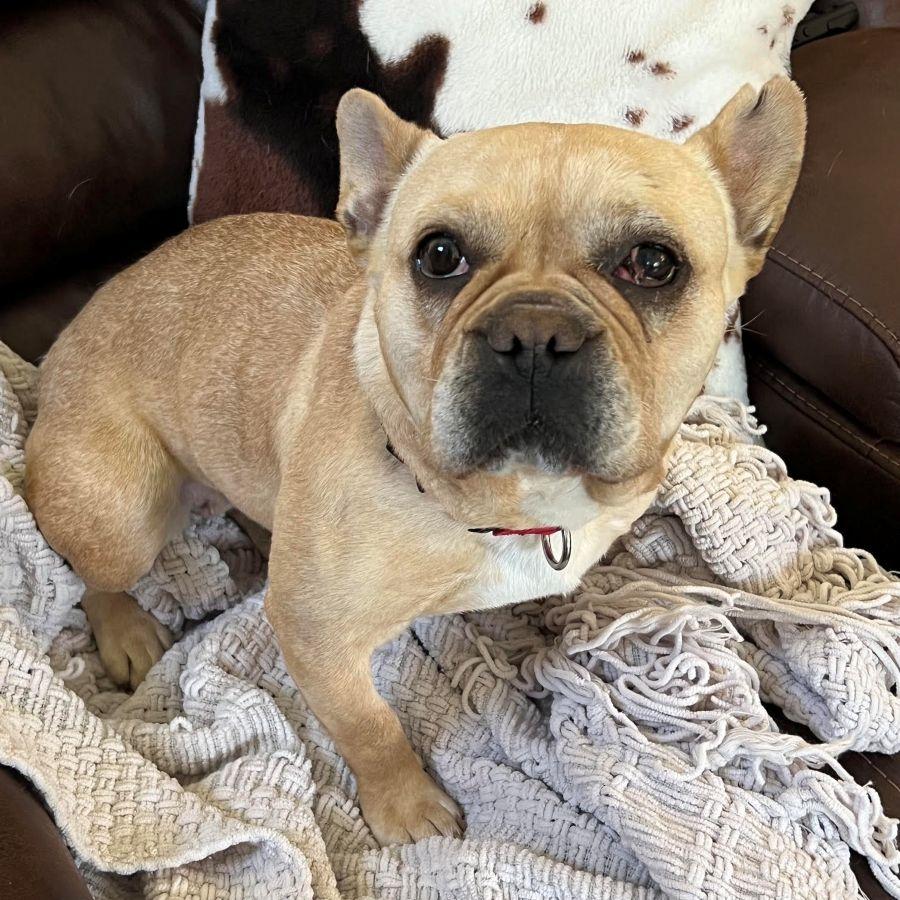 Sophie (your new BFF), a ADOPTABLE French Bulldog in Barrington, IL image 4/6