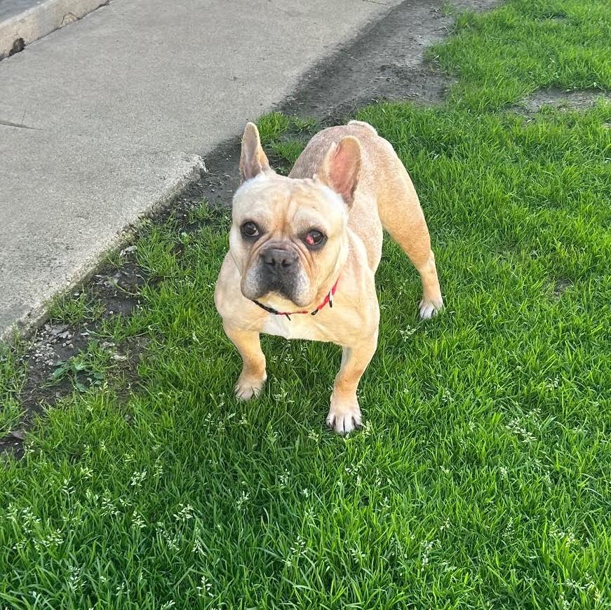 Enlarge Sophie, a ADOPTABLE French Bulldog in Barrington, IL image 2/3