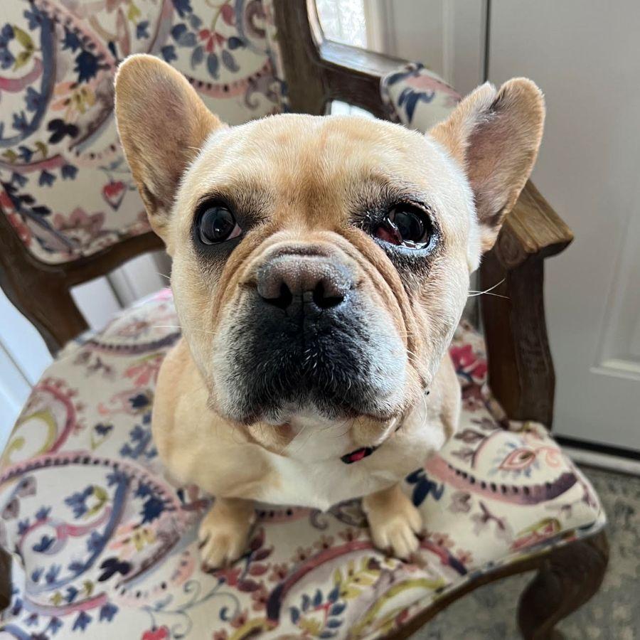Sophie (your new BFF), a ADOPTABLE French Bulldog in Barrington, IL image 6/6
