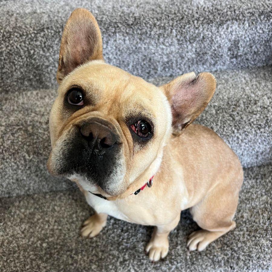 Sophie (your new BFF), a ADOPTABLE French Bulldog in Barrington, IL image 5/6