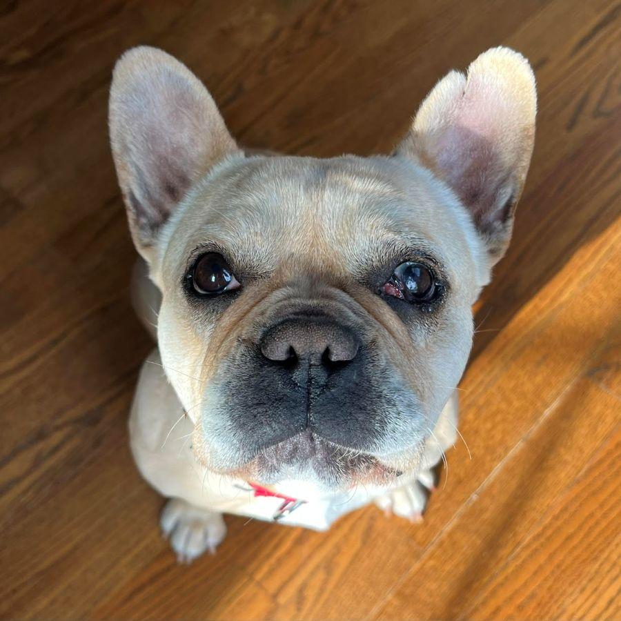 Sophie (your new BFF), a ADOPTABLE French Bulldog in Barrington, IL image 1/6
