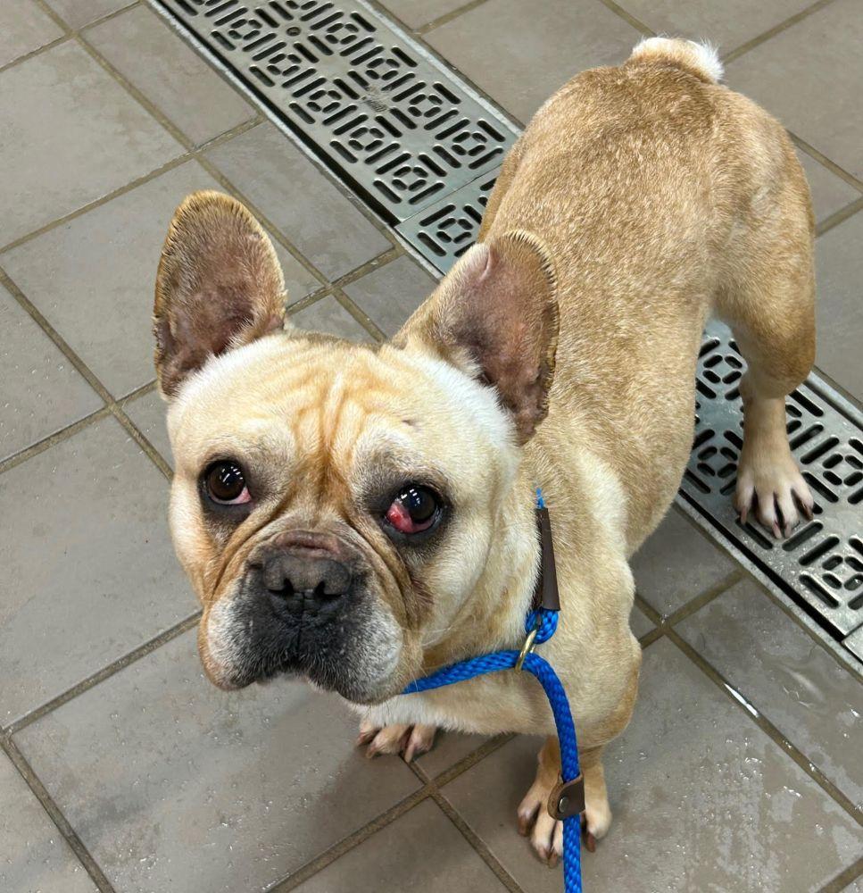 Enlarge Sophie, a ADOPTABLE French Bulldog in Barrington, IL image 1/3