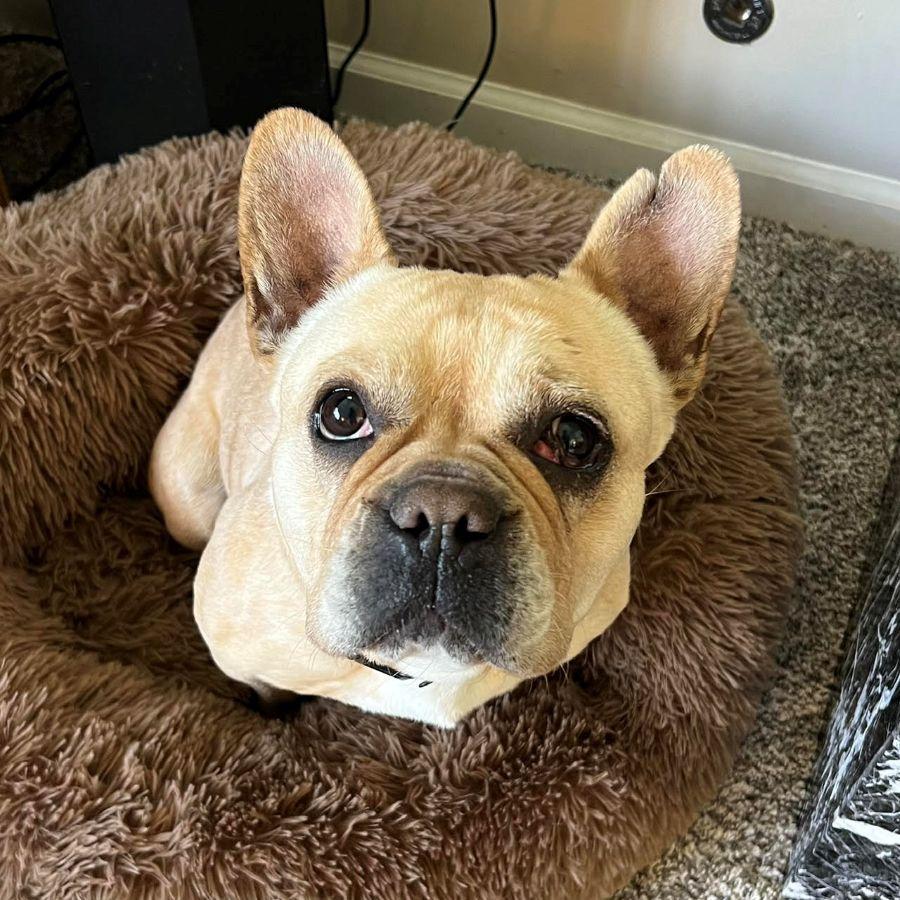 Sophie (your new BFF), a ADOPTABLE French Bulldog in Barrington, IL image 3/6
