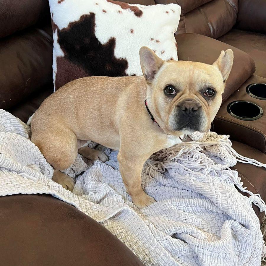 Sophie (your new BFF), a ADOPTABLE French Bulldog in Barrington, IL image 2/6