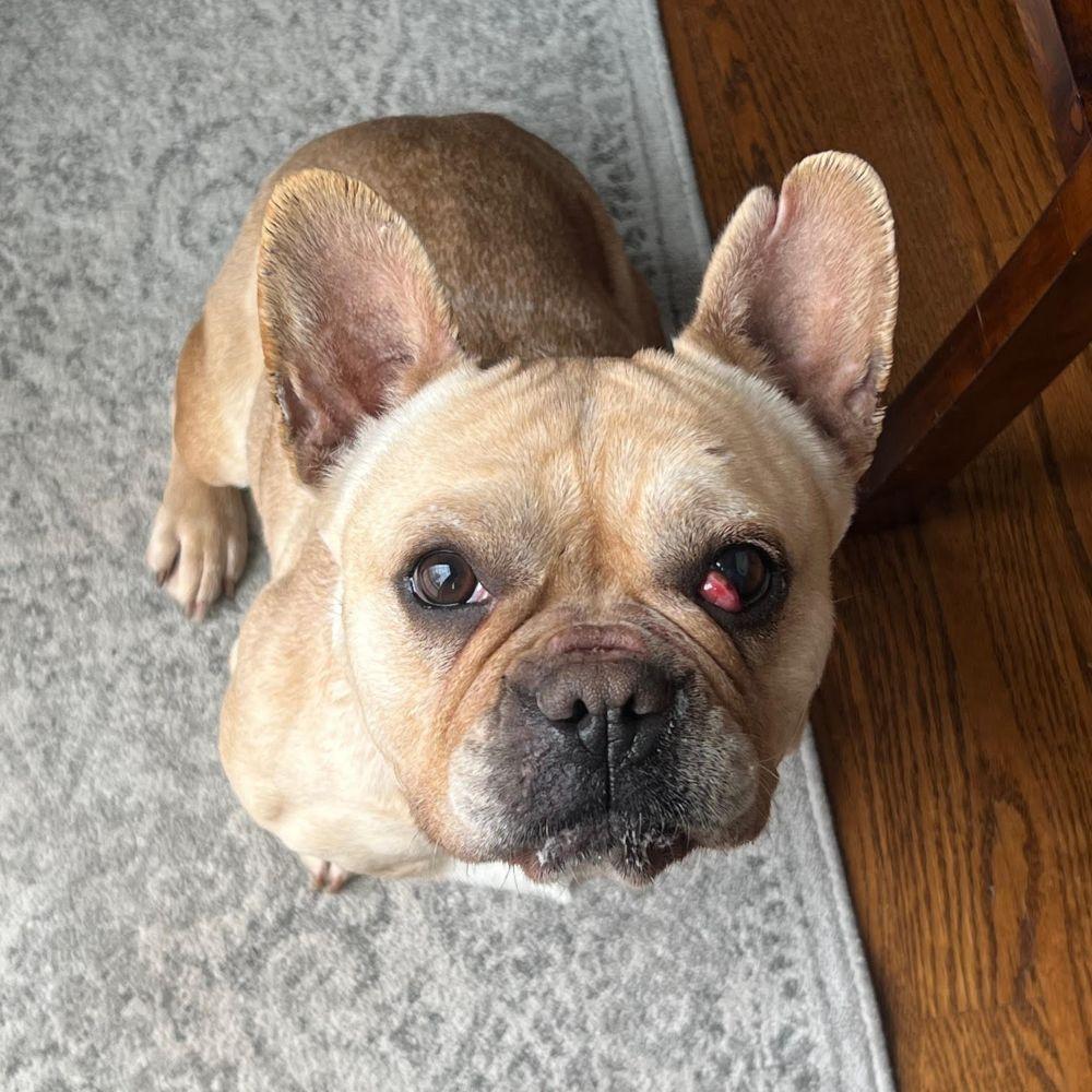 Sophie, ADOPTABLE, Young Female French Bulldog.