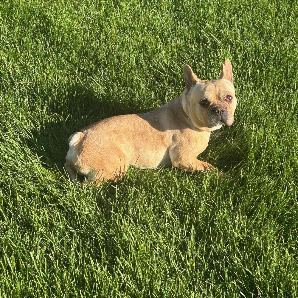 Enlarge Sophie, a ADOPTABLE French Bulldog in Barrington, IL image 3/3
