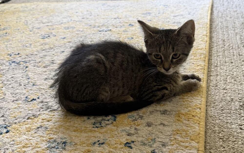 Flapjack nka Cap'N Crunch, Adoptable, Kitten Female Domestic Short Hair.