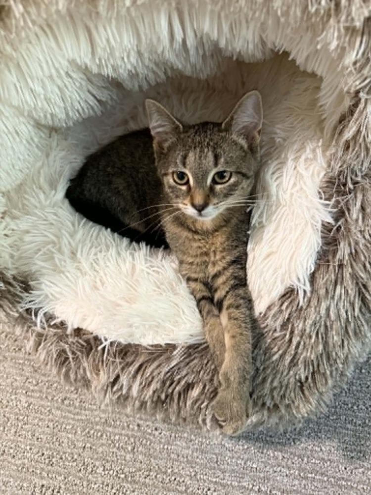 Enlarge Flapjack nka Cap'N Crunch, a Adoptable Domestic Short Hair in Plymouth, MN image 2/6
