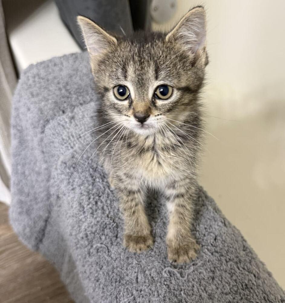 Enlarge Flapjack nka Cap'N Crunch, a Adoptable Domestic Short Hair in Plymouth, MN image 3/6