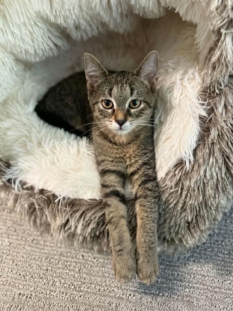 Enlarge Flapjack nka Cap'N Crunch, a Adoptable Domestic Short Hair in Plymouth, MN image 4/6
