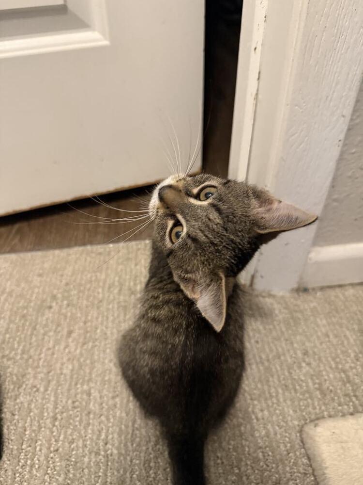 Enlarge Flapjack nka Cap'N Crunch, a Adoptable Domestic Short Hair in Plymouth, MN image 5/6