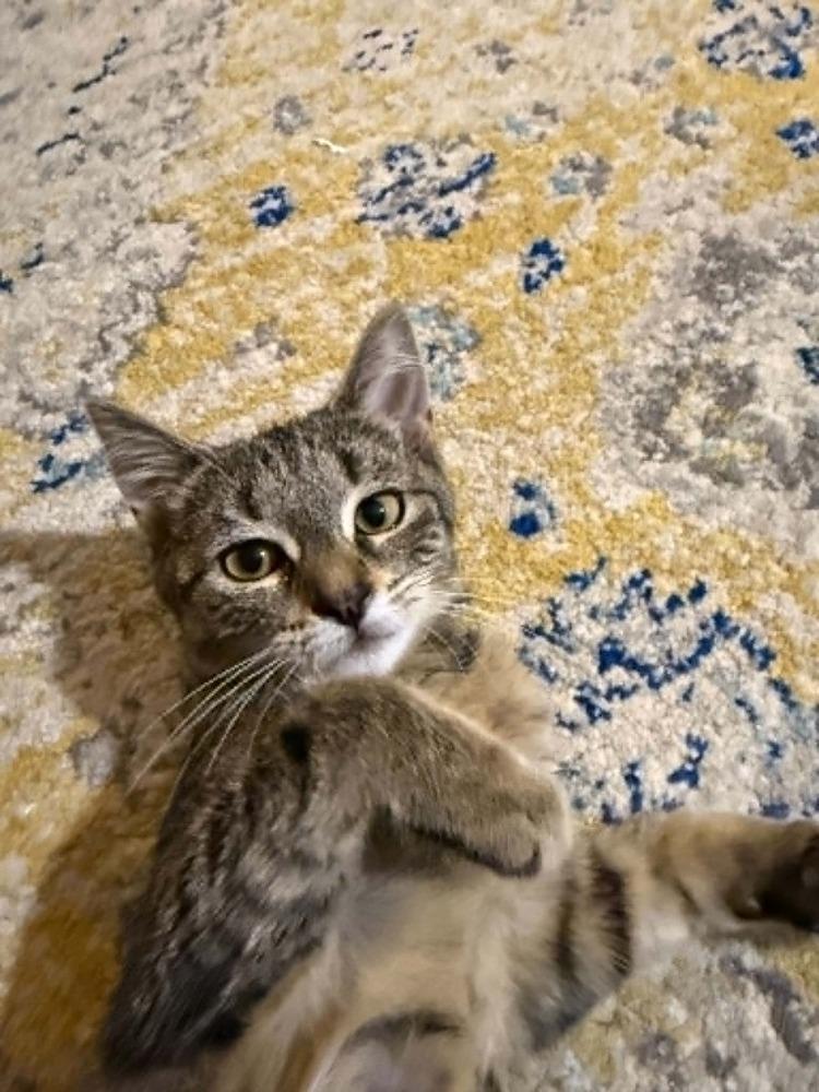 Enlarge Flapjack nka Cap'N Crunch, a Adoptable Domestic Short Hair in Plymouth, MN image 6/6