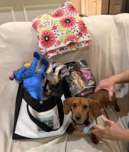 Georgie Girl, adopted, Young Female Dachshund.