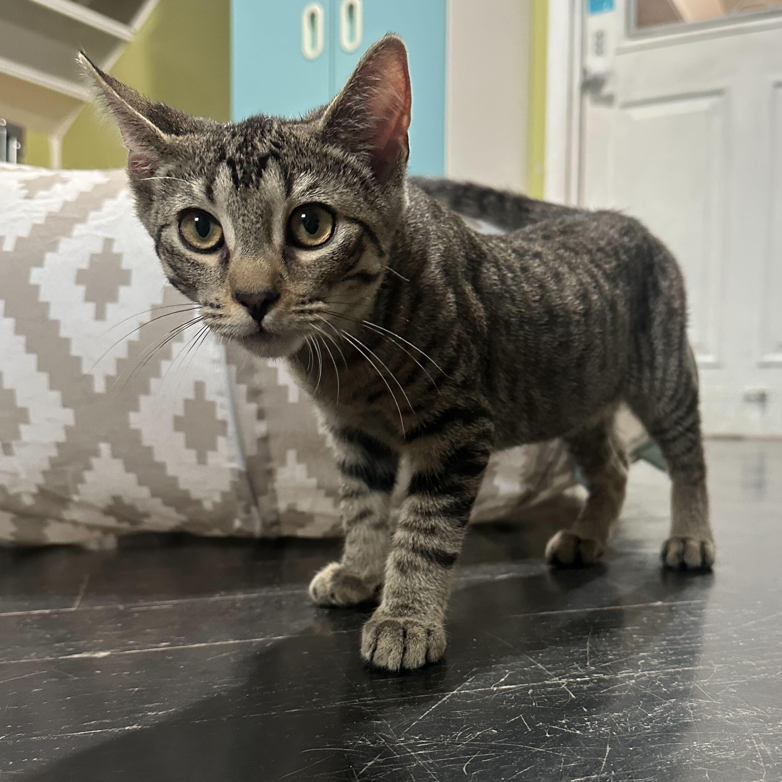 Solomon, a Adoptable Domestic Short Hair in East Brunswick, NJ image 5/6