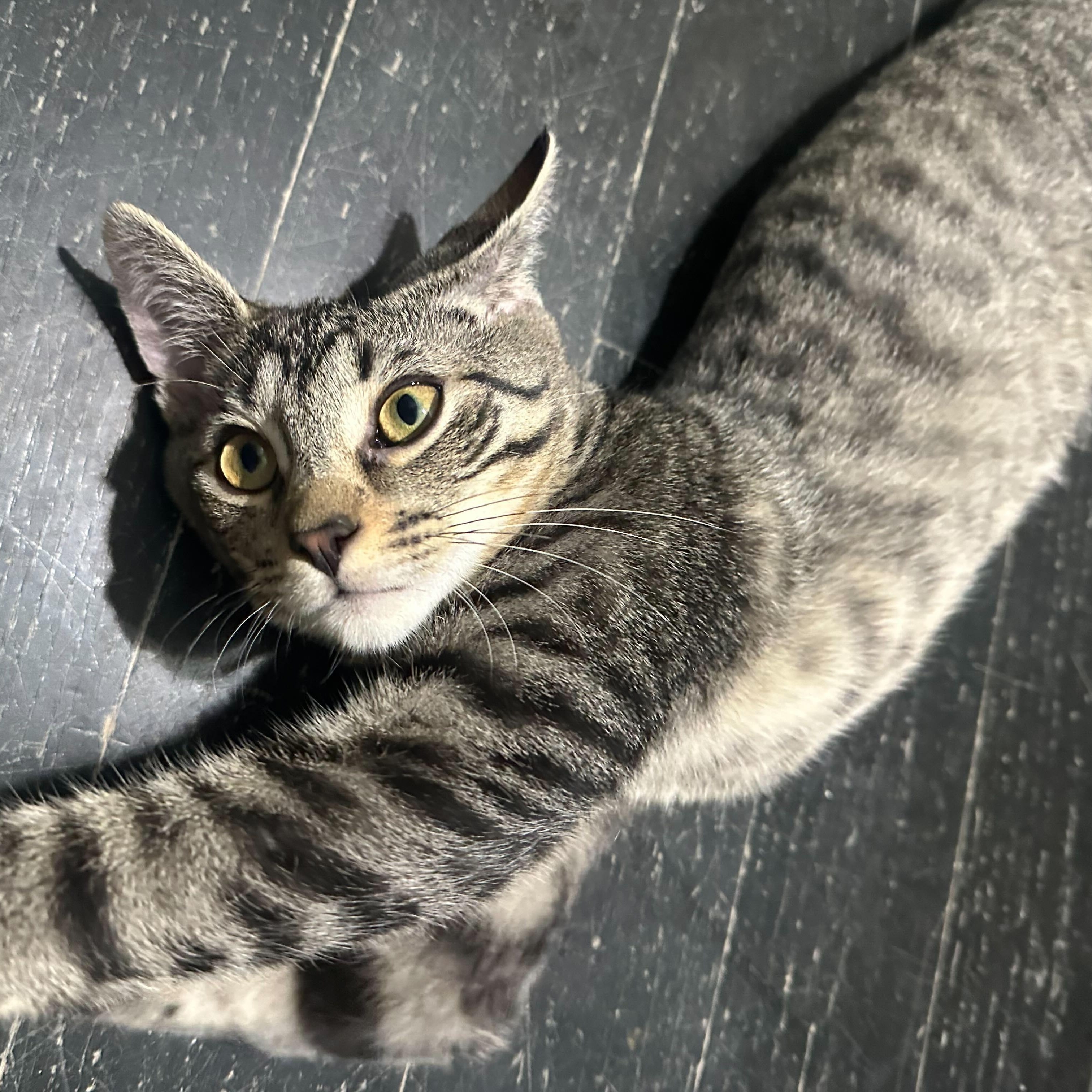 Solomon, a Adoptable Domestic Short Hair in East Brunswick, NJ image 2/6