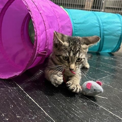 Solomon, a Adoptable Domestic Short Hair in East Brunswick, NJ image 3/6