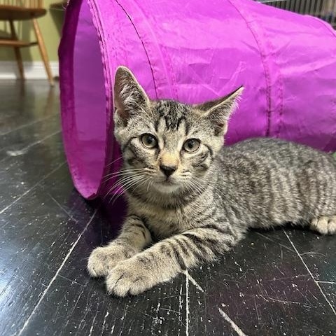 Solomon, a Adoptable Domestic Short Hair in East Brunswick, NJ image 1/6