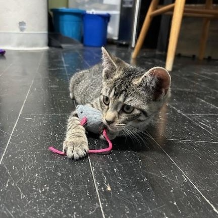 Solomon, a Adoptable Domestic Short Hair in East Brunswick, NJ image 4/6