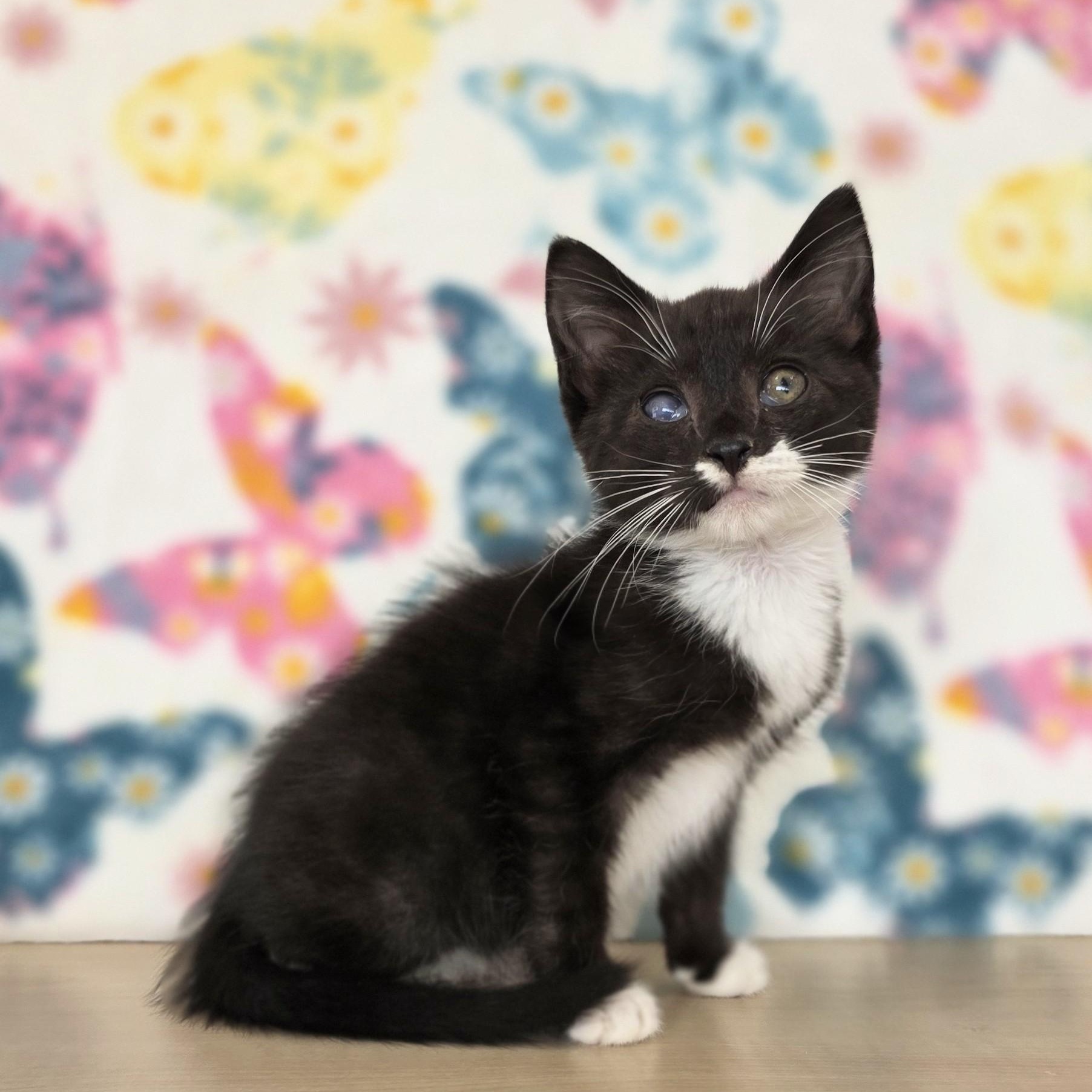 Little Debbie, an adopted Domestic Short Hair in Macomb Twp, MI image 1/6