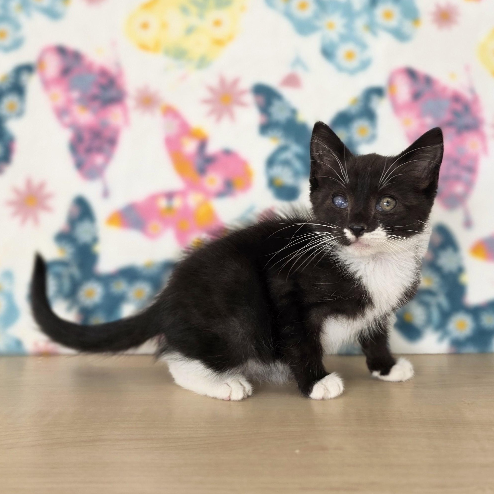 Little Debbie, an adopted Domestic Short Hair in Macomb Twp, MI image 3/6