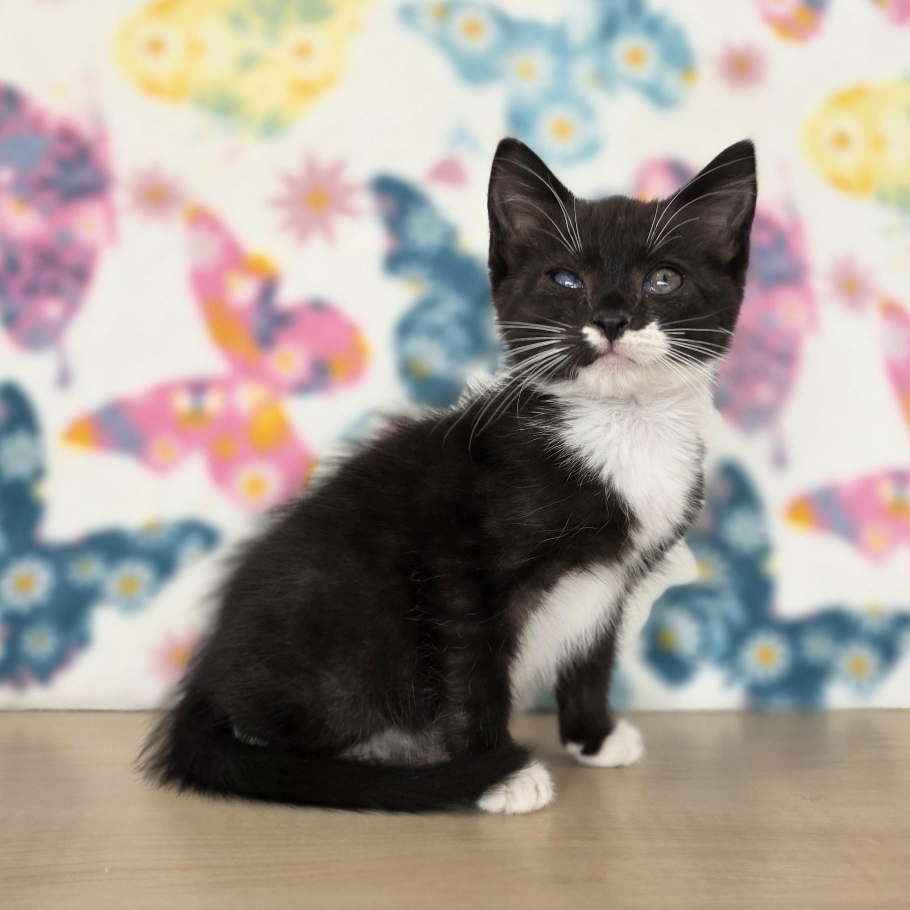 Little Debbie, an adopted Domestic Short Hair in Macomb Twp, MI image 5/6