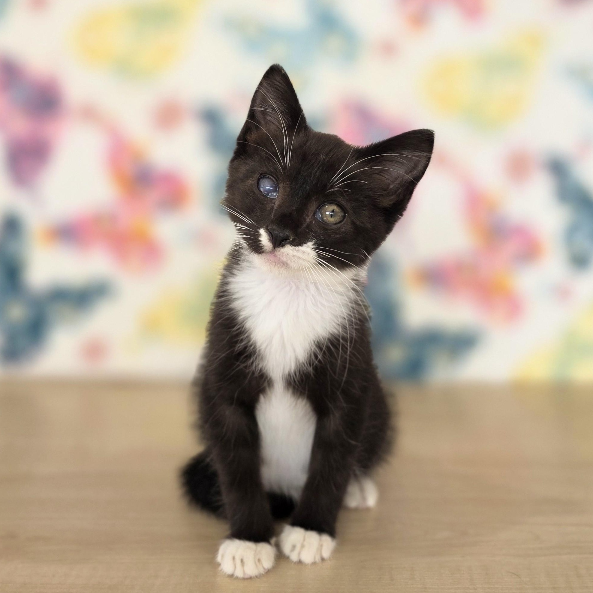 Little Debbie, an adopted Domestic Short Hair in Macomb Twp, MI image 6/6