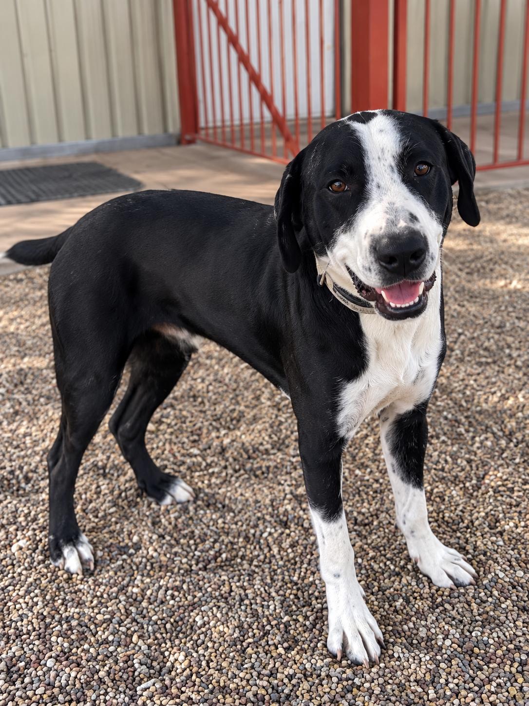 Cowboy, Adoptable, Young Male Pointer.
