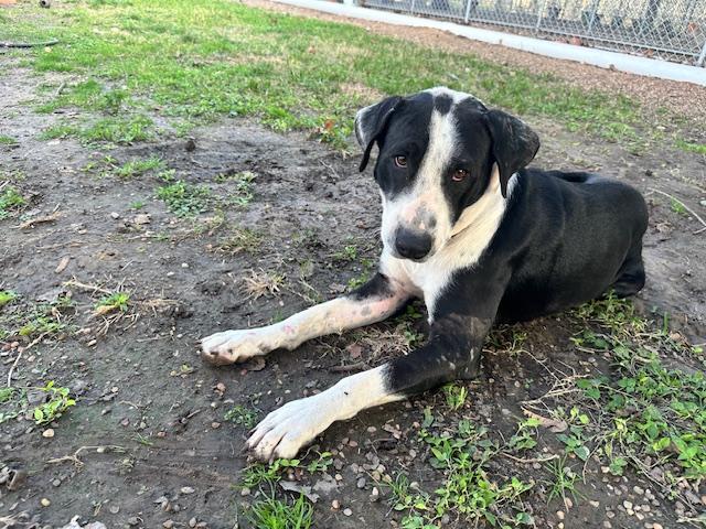 Enlarge Cowboy, a Adoptable mixed breed in Grove city, OH image 3/6